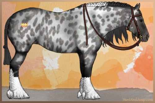 Horse Color:Blue Roan Tobiano Appaloosa 