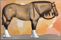 Horse Color:Buckskin Dun 
