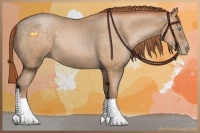 Horse Color:Buckskin Pearl 