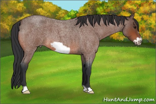Horse Color:Bay Roan Frame 