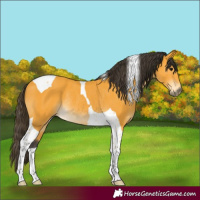 Horse Color:Buckskin Tobiano Rabicano 