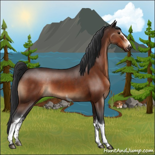 Horse Color:White Spotted Bay 
