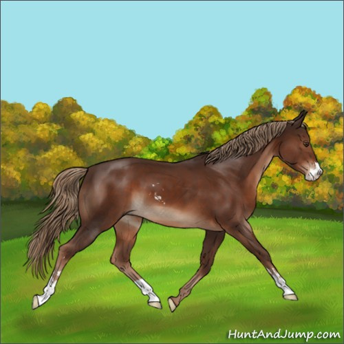 Horse Color:Liver Chestnut Sabino