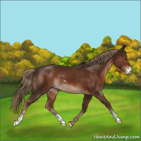 Horse Color:Liver Chestnut Sabino