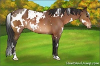 Horse Color:White Spotted Bay Appaloosa 