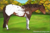 Horse Color:Liver Chestnut Tobiano Appaloosa
