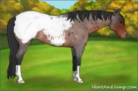 Horse Color:Brown Roan Appaloosa