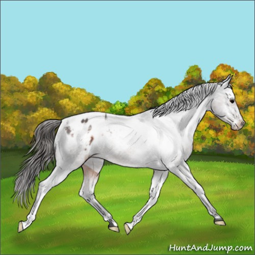 Horse Color:Brown Roan Varnish