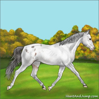 Horse Color:Brown Roan Varnish