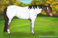 Horse Color:Liver Chestnut Tobiano Near Fewspot