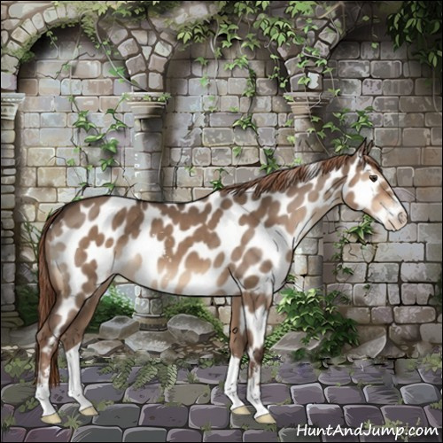 Horse Color:Liver Red Dun Sabino Appaloosa 