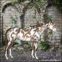 Horse Color:Liver Red Dun Sabino Appaloosa 