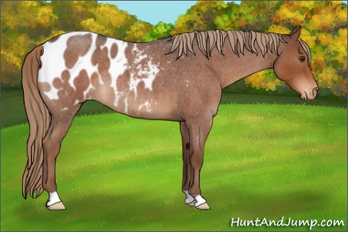 Horse Color:Liver Red Roan Blanket 