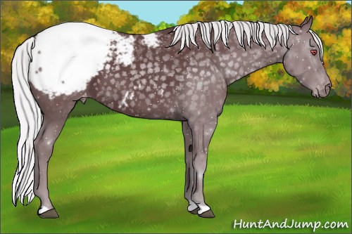 Horse Color:Chocolate Silver Black Chinchilla Appaloosa 