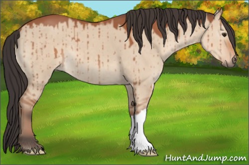 Horse Color:Brown Dun 