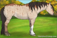 Horse Color:Brown Dun 