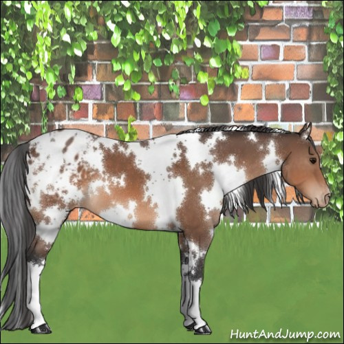 Horse Color:White Spotted Bay Appaloosa 