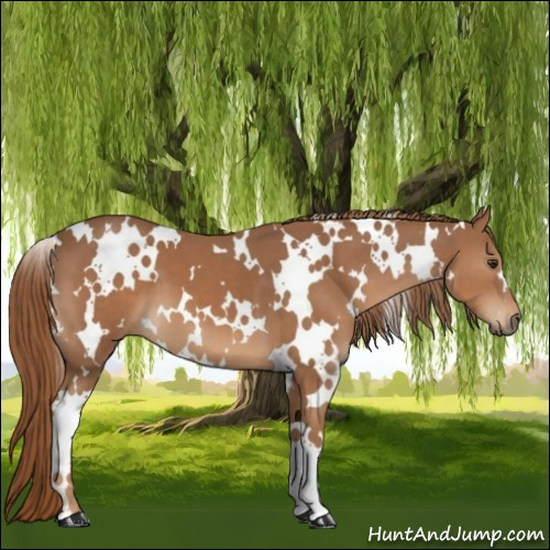 Horse Color:White Spotted Chestnut