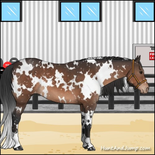 Horse Color:White Spotted Brown Appaloosa 