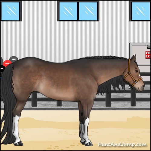 Horse Color:Brown 