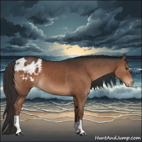Horse Color:Liver Chestnut Appaloosa 