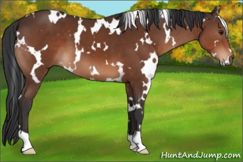 Horse Color:White Spotted Brown 