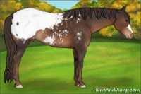 Horse Color:Liver Chestnut Appaloosa
