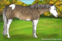 Horse Color:Chocolate Palomino Splash Appaloosa 