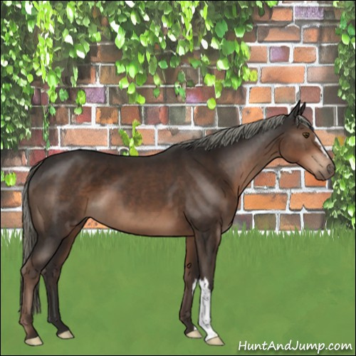 Horse Color:Liver Chestnut Mushroom 