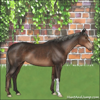 Horse Color:Liver Chestnut Mushroom 