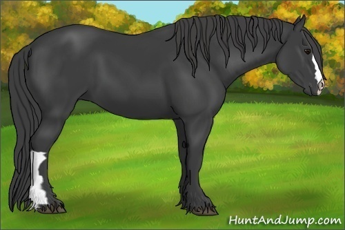 Horse Color:Smoky Black 