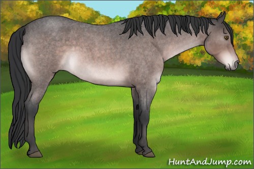 Horse Color:Platinum Brown Roan