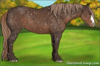 Horse Color:Liver Chestnut Appaloosa 