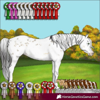 Horse Color:White Spotted Buckskin Dun Sabino 
