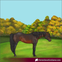 Horse Color:Brown Rabicano 