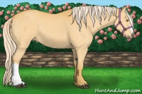 Horse Color:Palomino 