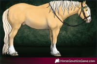 Horse Color:Palomino 