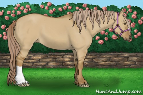 Horse Color:Chocolate Palomino Dun 