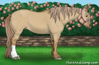 Horse Color:Chocolate Palomino Dun 