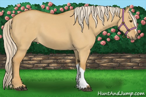 Horse Color:Palomino Dun 