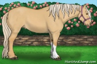 Horse Color:Palomino Dun 