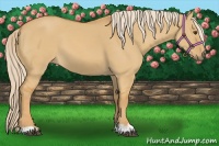 Horse Color:Palomino Dun