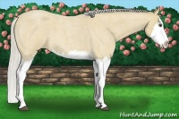 Horse Color:Silver Buckskin Roan Splash 