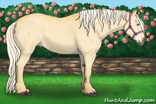 Horse Color:Palomino