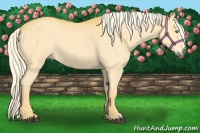 Horse Color:Palomino 