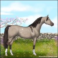 Horse Color:Liver Red Dun 