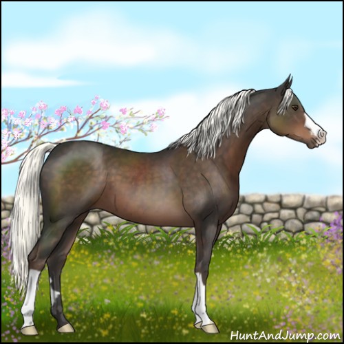 Horse Color:Liver Chestnut 