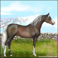 Horse Color:Liver Chestnut 
