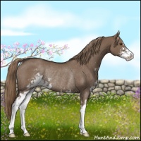 Horse Color:Liver Red Dun Sabino Rabicano 