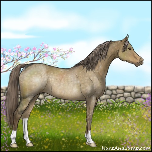 Horse Color:Chocolate Palomino Dun Rabicano 